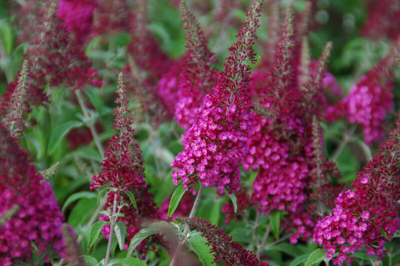 Buddleja davidii Reve de Pappillon Red