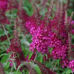 Buddleja davidii Reve de Pappillon Red