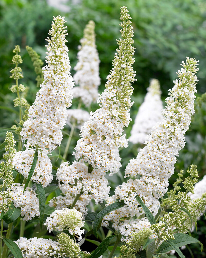 Buddleja davidii White Profusion