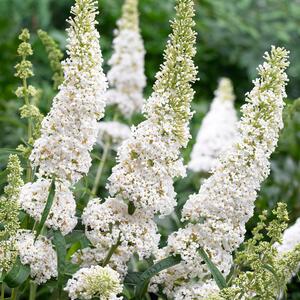 Buddleja davidii White Profusion | © Visions