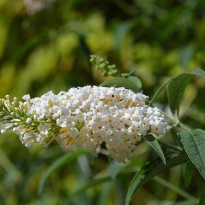 Buddleja davidii White Profusion