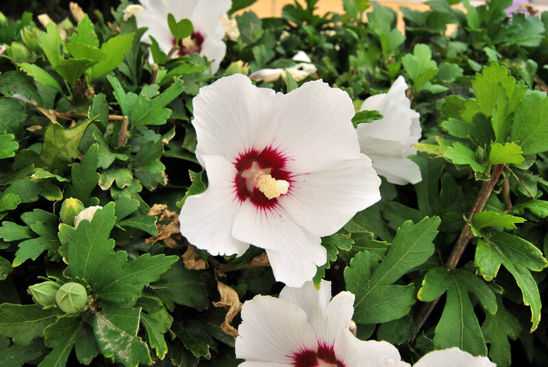 Hibiscus syriacus Red Heart