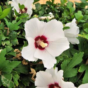 Hibiscus syriacus Red Heart