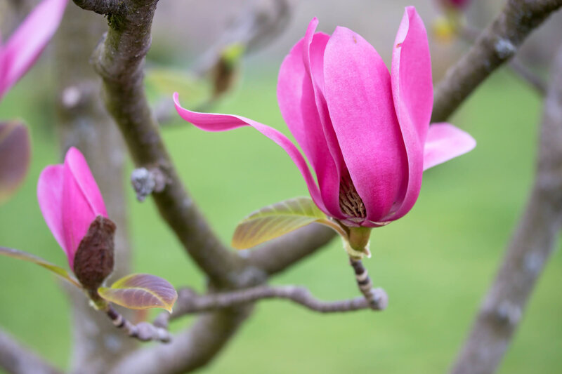 Magnolia denudata 'Vulcan'