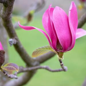 Magnolia denudata Vulcan
