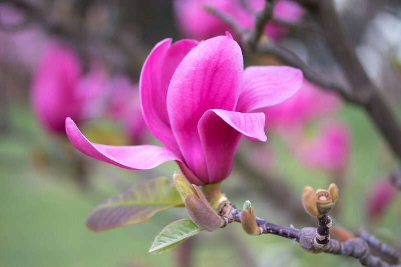 Magnolia denudata 'Vulcan'