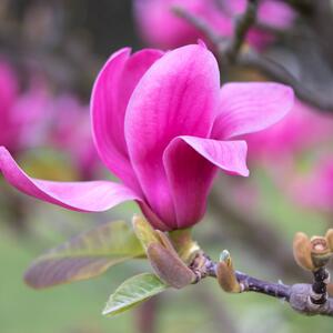 Magnolia denudata Vulcan