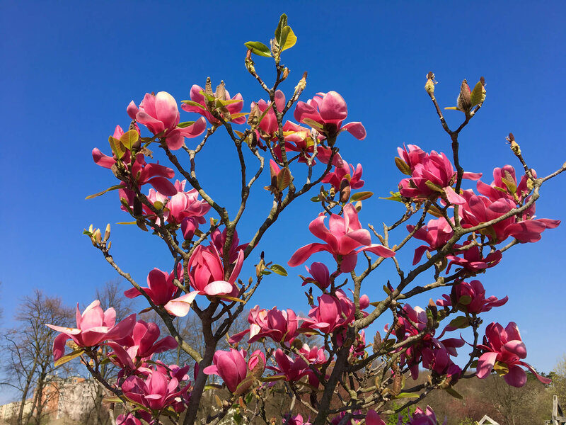 Magnolia denudata 'Vulcan'