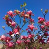 Magnolia denudata 'Vulcan'