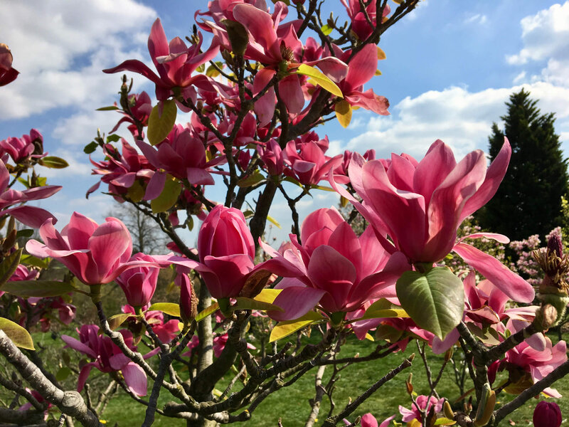 Magnolia denudata 'Vulcan'