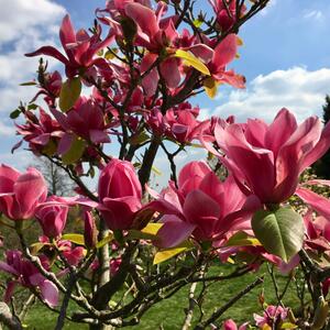 Magnolia denudata Vulcan