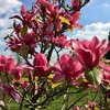 Magnolia denudata 'Vulcan'
