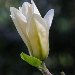 Magnolia acuminata Elizabeth