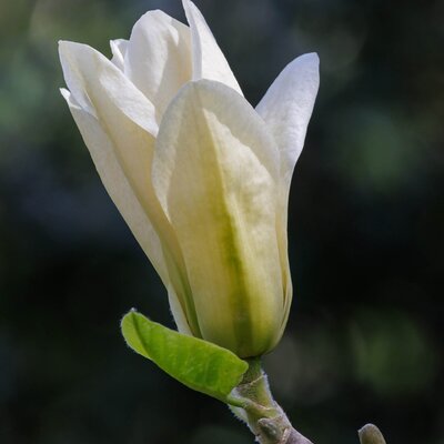 Magnolia acuminata Elizabeth