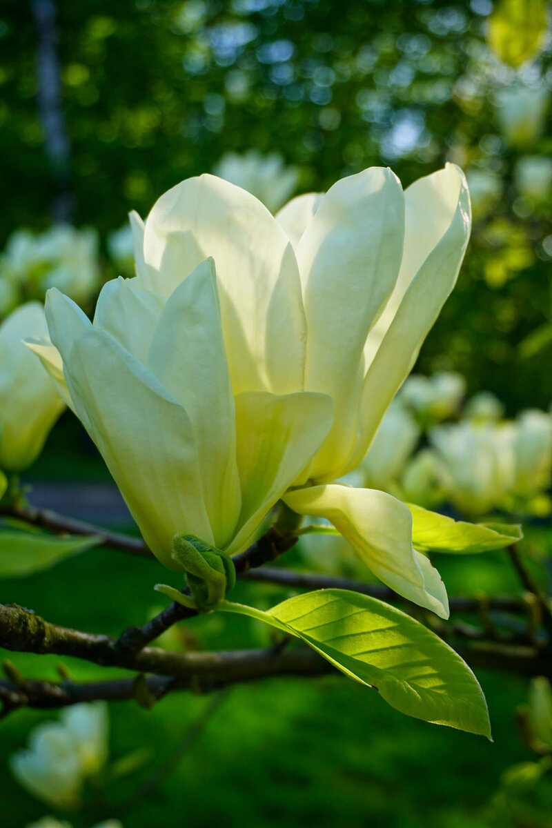 Magnolia acuminata Elizabeth
