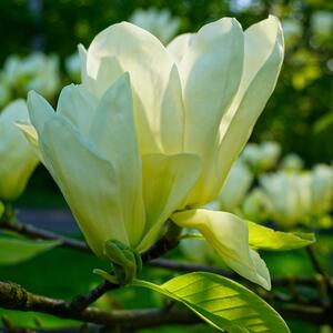 Magnolia acuminata Elizabeth