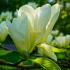Magnolia acuminata Elizabeth