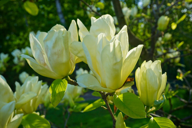 Magnolia acuminata Elizabeth