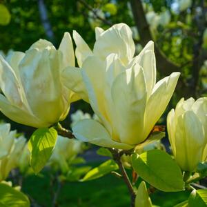 Magnolia acuminata Elizabeth