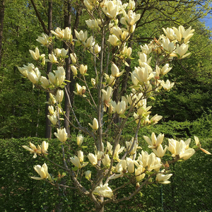Magnolia acuminata Elizabeth