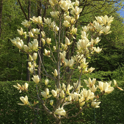 Magnolia acuminata Elizabeth