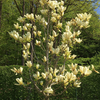 Magnolia acuminata Elizabeth