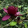 Magnolia Genie