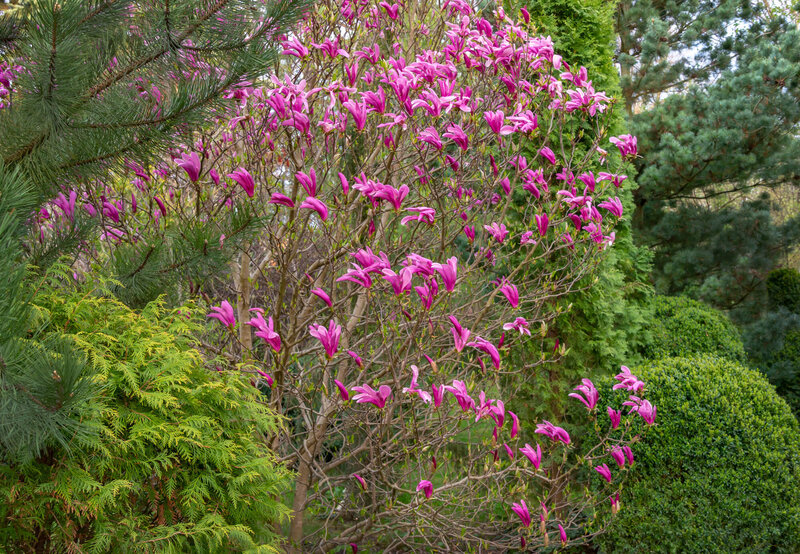 Magnolia Susan