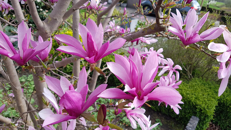 Magnolia Susan