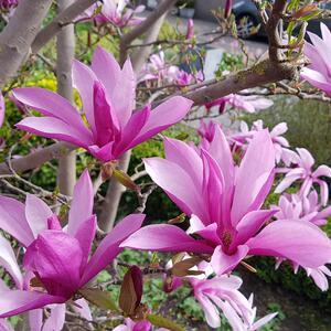 Magnolia Susan