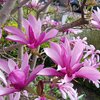 Magnolia Susan