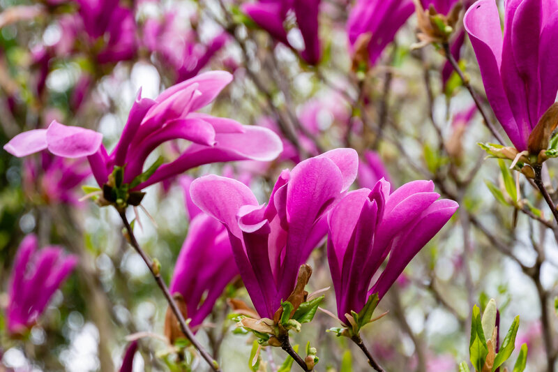 Magnolia Susan