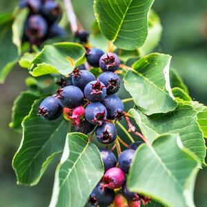  Amelanchier alnifolia Aroma