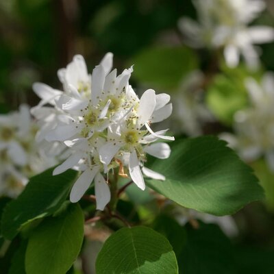  Amelanchier alnifolia Aroma