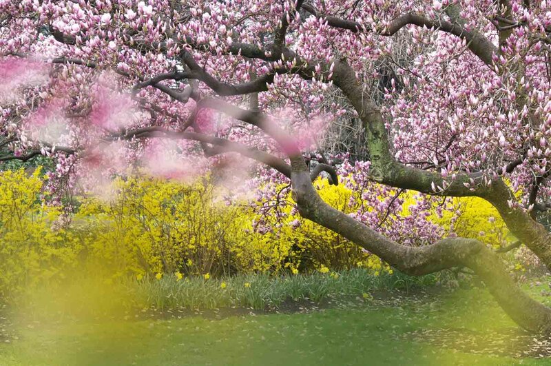 Magnolia soulangiana