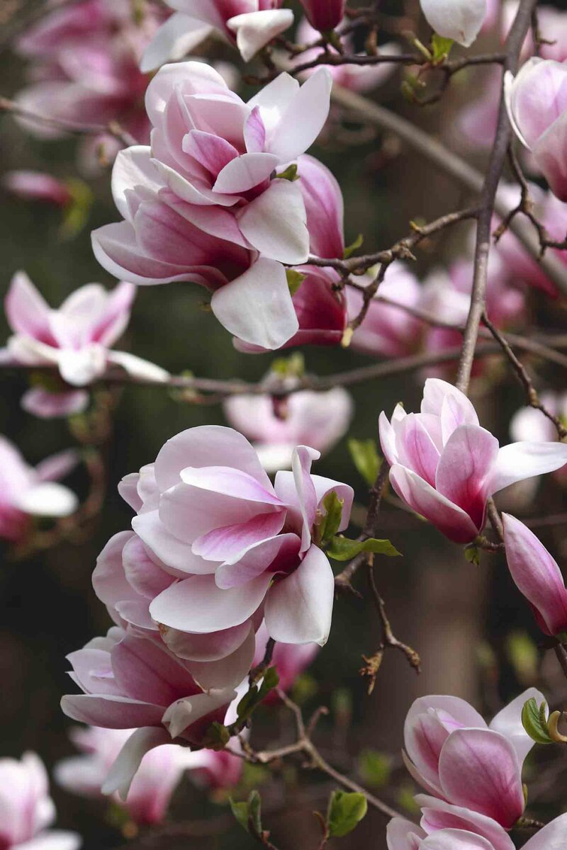 Magnolia soulangiana