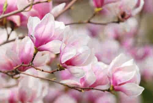 Magnolia soulangiana