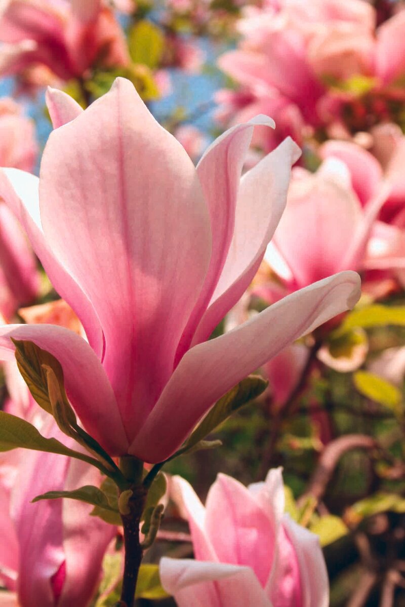 Magnolia soulangiana