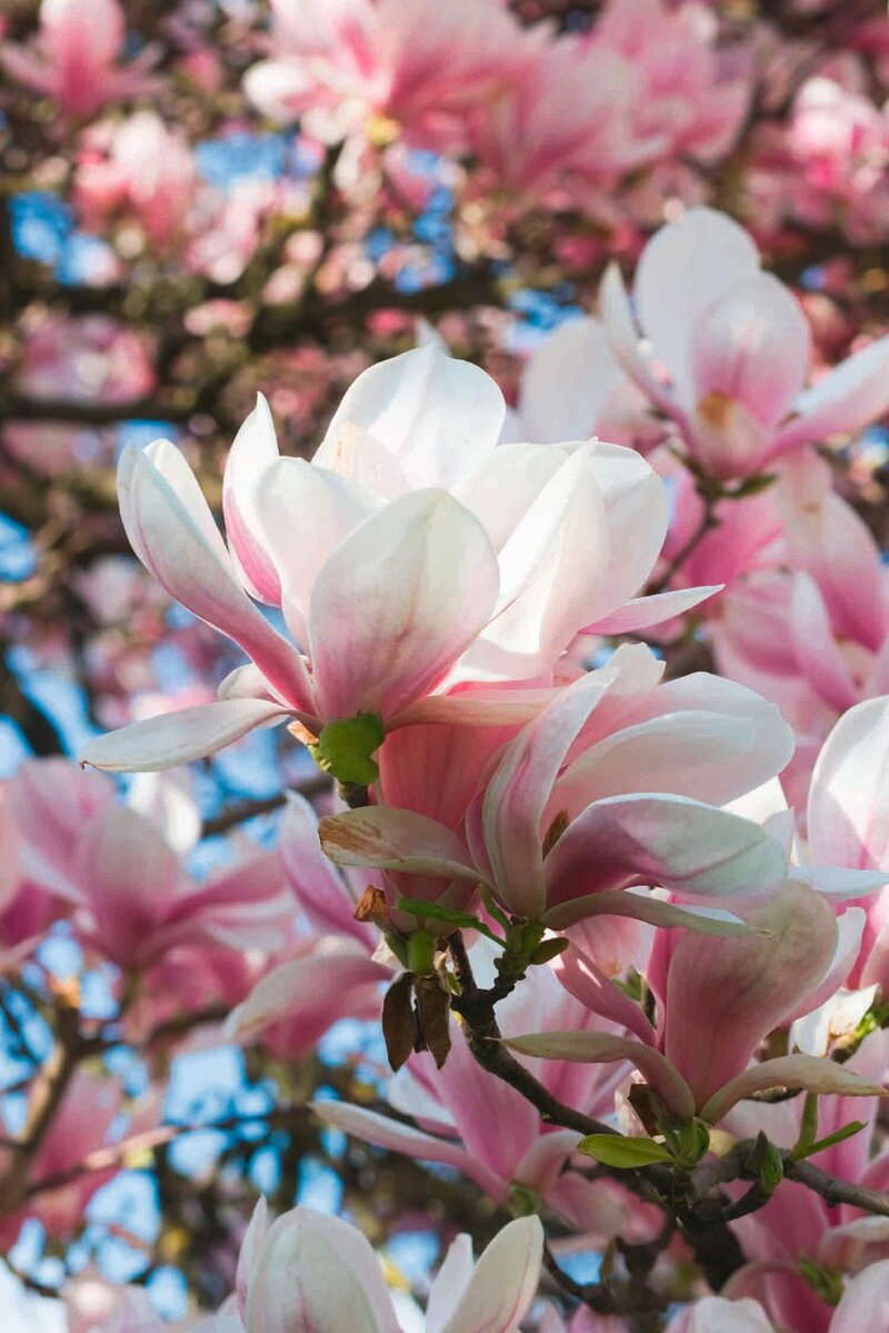 Magnolia soulangiana