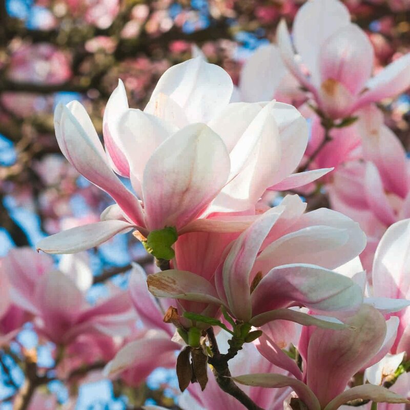 Magnolia soulangiana | STARKL