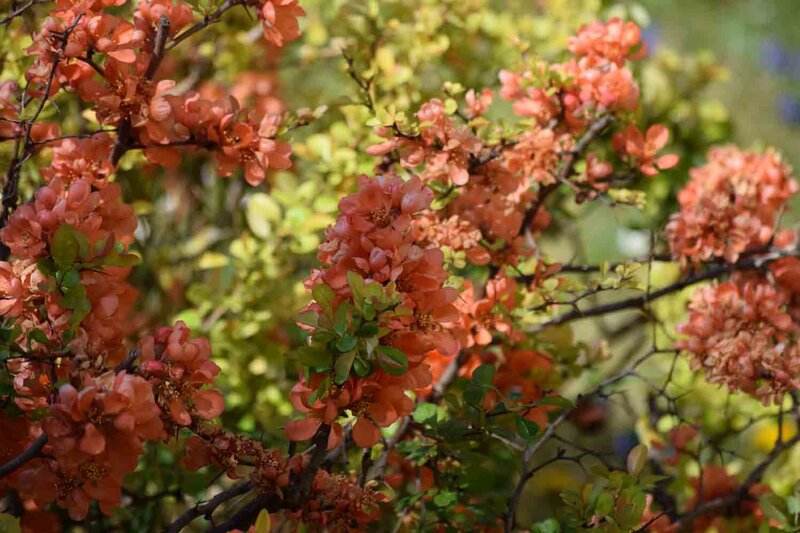 Chaenomeles japonica 'Cido'®