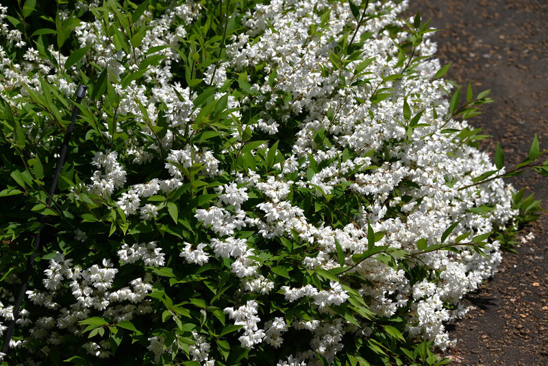 Deutzia x hybrida Proven Winners ® 'Yuki Snowflake®'
