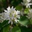 Amelanchier alnifolia 'Greatberry® Fruity'