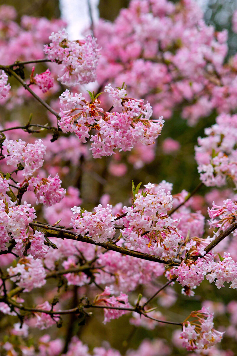 Viburnum bodnantense Charles Lamont