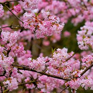 Viburnum bodnantense Charles Lamont