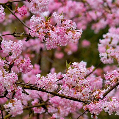 Viburnum bodnantense Charles Lamont