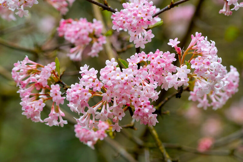 Viburnum bodnantense Charles Lamont