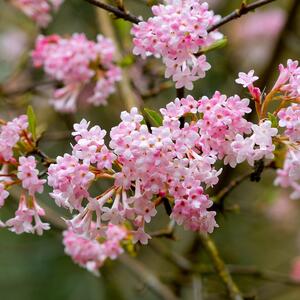 Viburnum bodnantense Charles Lamont