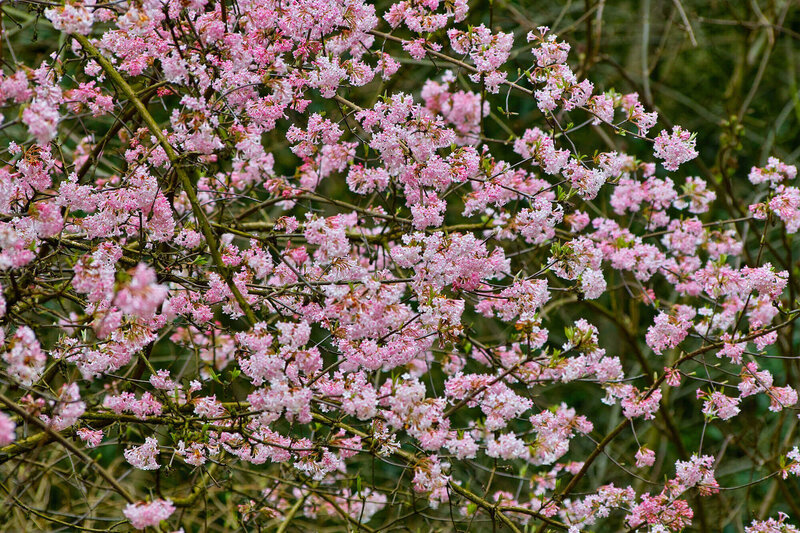 Viburnum bodnantense Charles Lamont