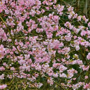 Viburnum bodnantense Charles Lamont